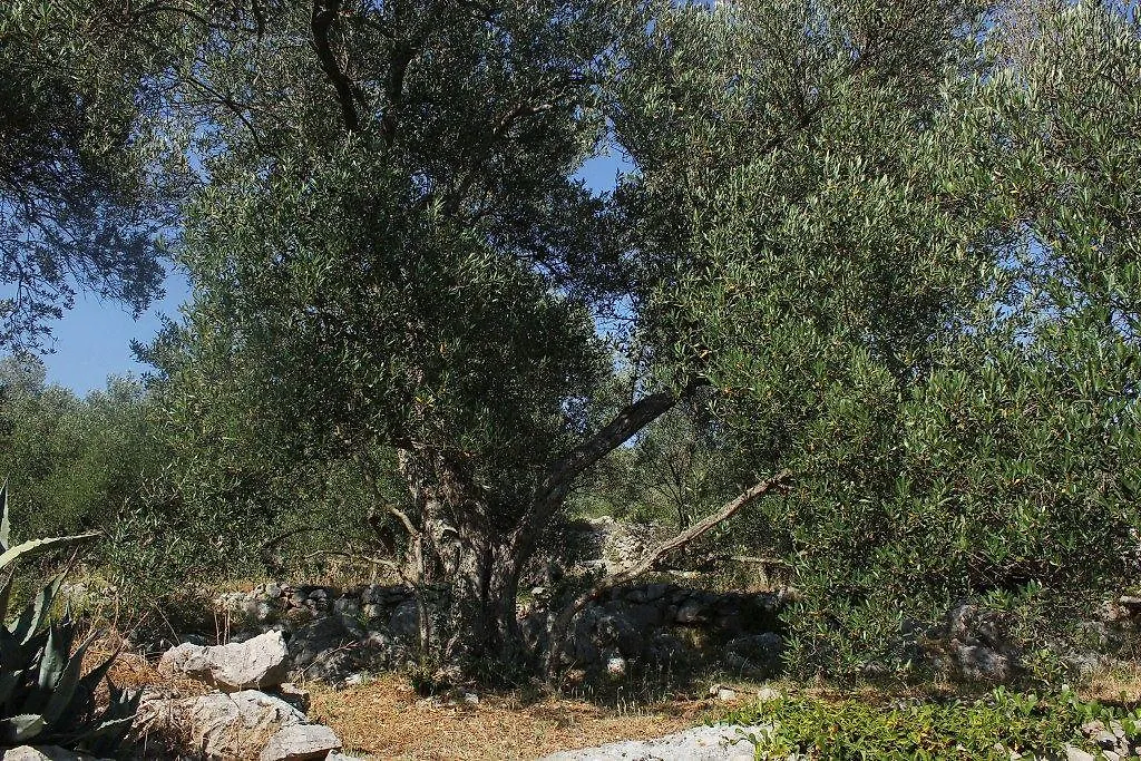 Secluded Fisherman'S Cottage Cove Magrovica - Telascica, Dugi Otok - 8142 Sali
